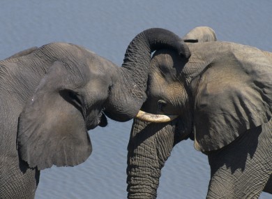 Elephants at the Hwange National Park