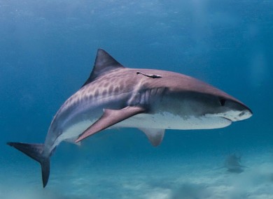 Tiger sharks are responsible for most attacks around Hawaii. It's not known whether this particular one has been in any punch-ups.