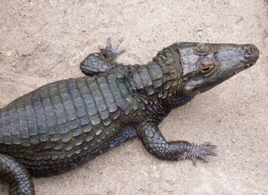 A spectacled caiman.