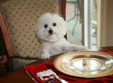 Don't give me those eyes. You're not getting any turkey.