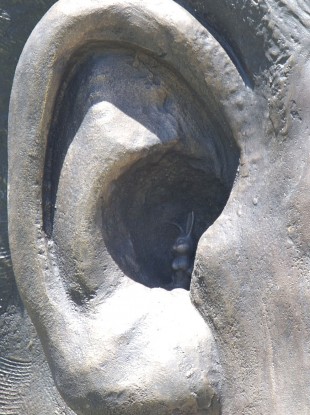 A close-up of the offending bunny.