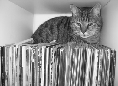 Is IKEA messing with this cat's favourite nap location?