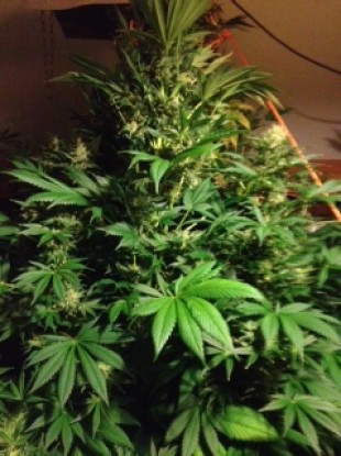 Some of the plants recovered at the house