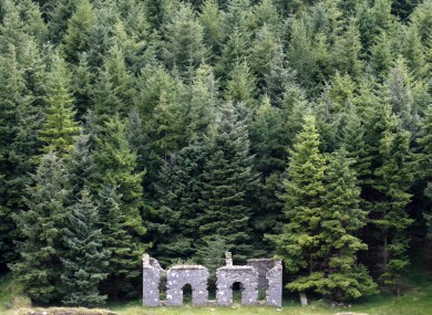 Pine woods near Glendalough.
