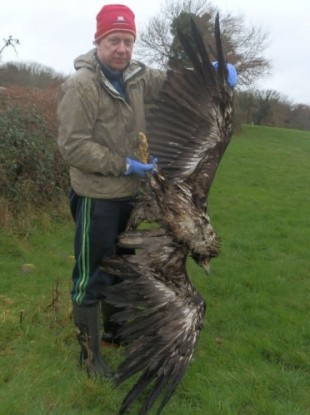 Reintroduction Project Manager Allan Mee holds the eagle found in Tipperary last month.
