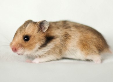 This is NOT a Great Hamster of Alsace