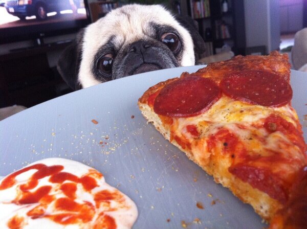 pug pizza 8 dogs who just really want one tiny slice of your pizza okay pug pizza 8 dogs who just really want one tiny slice of your pizza okay