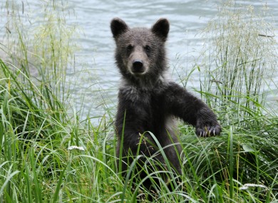 File photo of a brown bear cub