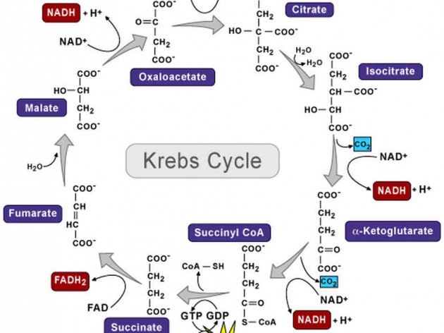 Macbeth malcolm kingship image