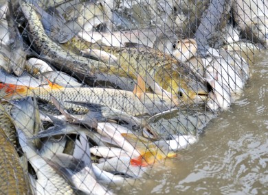 Fishing - one of Ireland's most recession-proof businesses, we found this week.