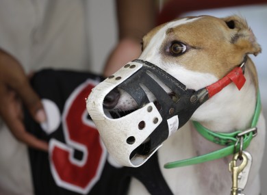 A greyhound being prepared to race.