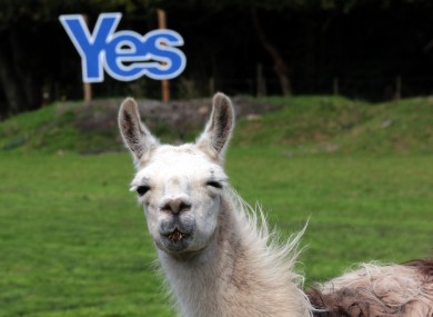 A Yes sign is displayed in a field with llamas grazing in Jedburgh.