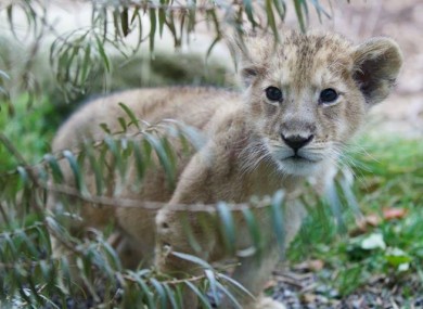 New cub at Dublin Zoo is attracting visitors.