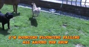 fecking pug this adorable pug from belfast who can t run is going viral fecking pug this adorable pug from belfast who can t run is going viral
