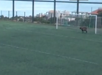 Brendan Rodgers might want to do a bit of scouting in Greece.