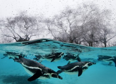 Penguins swim in their pool during the annual stock take at London Zoo earlier this month.We're not sure if there are eight or nine of them in this photo --- but, dammit, we're using it for the '9 at 9' anyway.