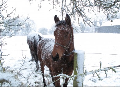 A young horse shelters from the snow in the Curragh in 2009.