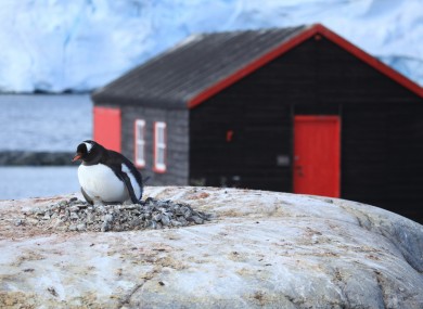 Not the Irishman in question. This is one of the many resident penguins close to a building on island.