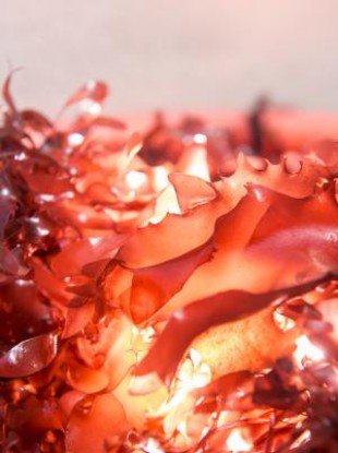 Dulse