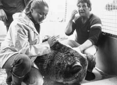 Hercules with his owner's Andy and Maggie Robin after being shot with a tranquillizer gun in 1980.
