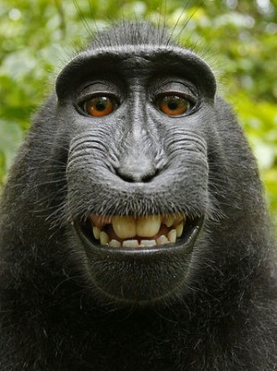 Naruto the monkey