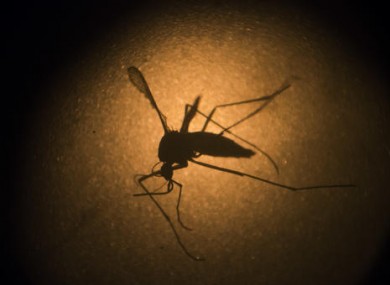 An Aedes aegypti mosquito is photographed through a microscope at the Fiocruz institute in Recife, Pernambuco state, Brazil.
