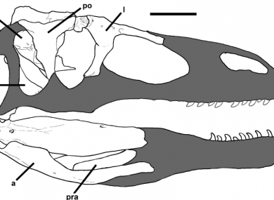 The dinosaur specimen found had an unusually intact braincase.