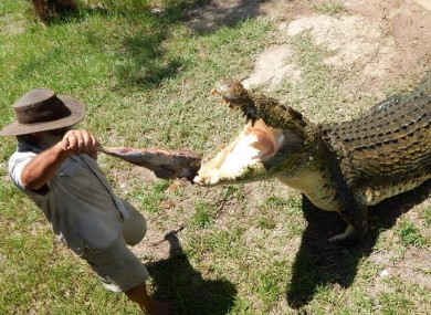 Bredl feeds a crocodile.