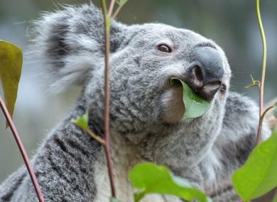 File photo of an adorable koala.