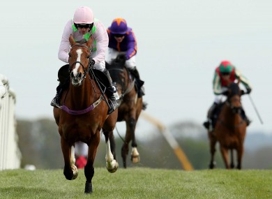 Faugheen: had been 5/4 favourite for the Champion Hurdle at Cheltenham.