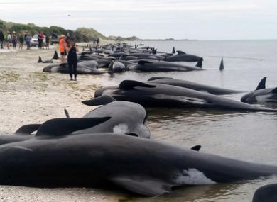 Volunteers are still trying to save around 100 of the whales.