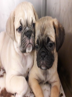 Two of the pups seized.