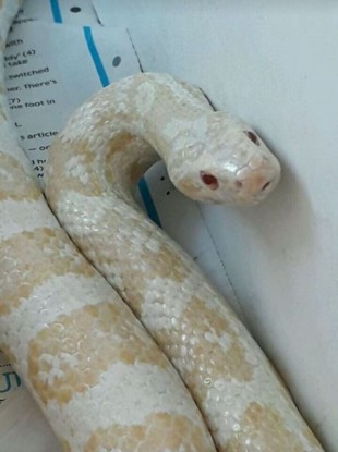 The 3 foot albino corn snake found in Dublin