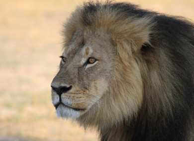 Cecil the lion at Hwange National Park in 2015.
