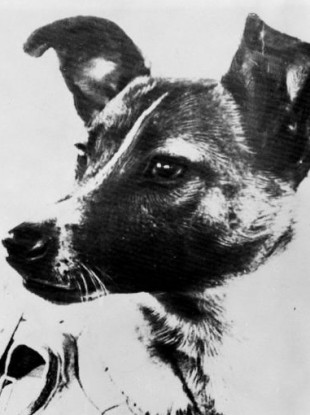 laika the in space i cried as i stroked for the last time it s 60 years since laika became the laika the in space i cried as i stroked for the last time it s 60 years since laika became the