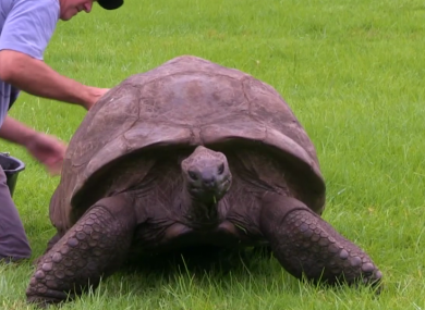The estimated 185-year-old Jonathan the tortoise