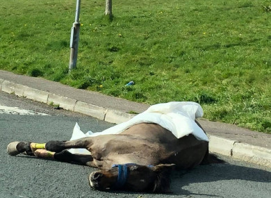 The horse found on the road in Cork yesterday