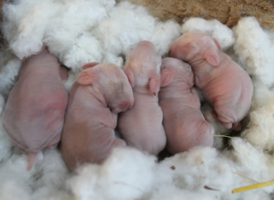 Five newborn baby rabbits.
