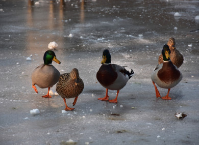There are five ducks in this photo - but how many knees can you see?