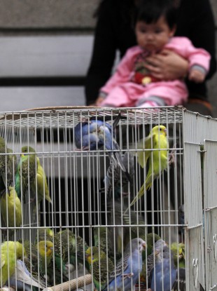 A cage of birds displays at a market in Hong Kong. The company was forced to kill all poultry the last time there was a major avian influenza scare.