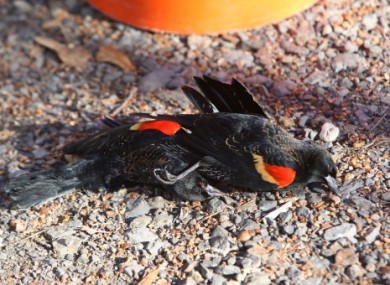 Dead birds lying on the ground at Beebe, Arkansas, on Sunday.