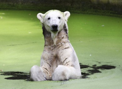 Knut, pictured in 2009. 