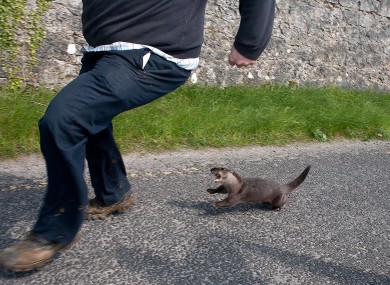 The otter in hot pursuit of Joe Burke.