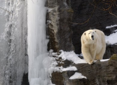 File photo of a polar bear.
