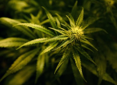 File photo of a cannabis plant.