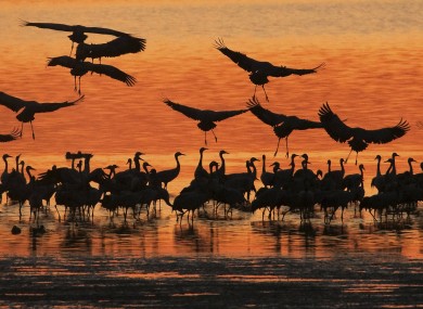 Migrating cranes land in Straussfurt, Germany this evening
