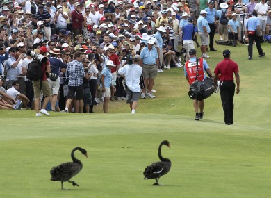 Two black swans follow Tiger Woods during the fourth round of the Australian Open this weekend.