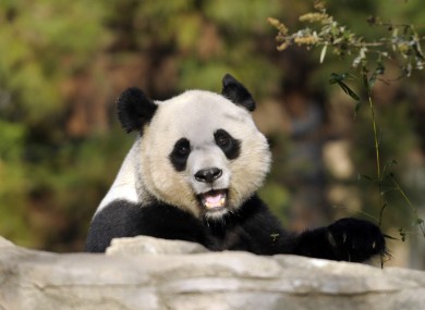 Mei Xiang, the female giant panda who gave birth last week.
