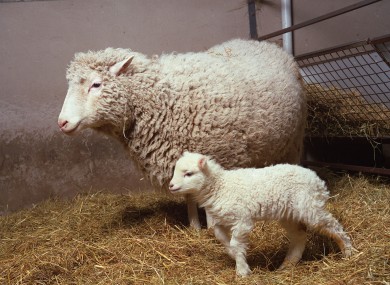 Dolly the Sheep, pictured in 1998 with her own (naturally conceived) daughter Bonnie. Keith Campbell, the scientist who oversaw Dolly's own birth, has died.