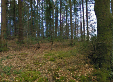 File photo of woodlands near Rathdrum in Co Wicklow.